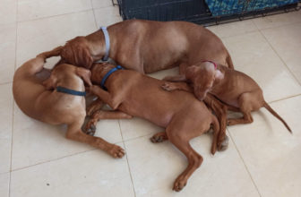 A Tangle of Vizslas!