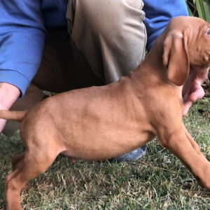 Hungarian Vizsla Boy – Sept 2021