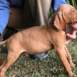 Hungarian Vizsla Boy – Sept 2021