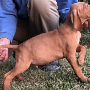 Hungarian Vizsla Boy – Sept 2021