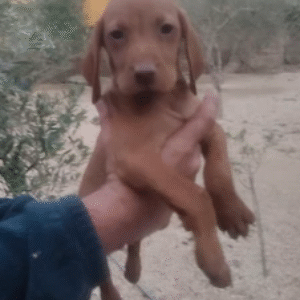 Hungarian Vizsla Boy – October 2021