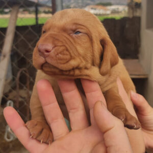 8 Hungarian Vizsla pups - DOB 30/03/2022