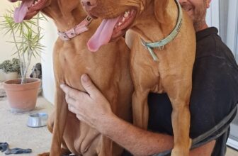 Thinking of having 2 Vizslas!