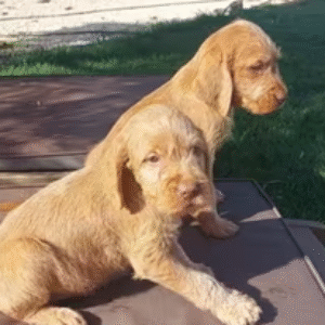 Wire Haired Hungarian Vizsla Girl