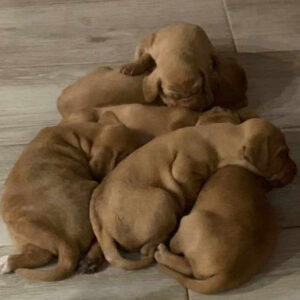 Litter of Hungarian Vizslas Puppies
