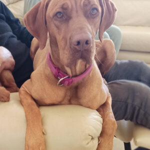 First Litter of Hungarian Vizsla Puppies for Daisy