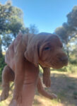 Hungarian Vizsla Girl – March 2023