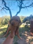 Hungarian Vizsla Girl – March 2023