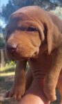 Hungarian Vizsla Girl – March 2023