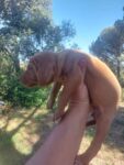 Hungarian Vizsla Girl – March 2023