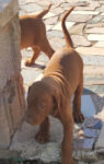 8 Hungarian Vizsla pups – DOB 30/03/2022