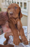 8 Hungarian Vizsla pups – DOB 30/03/2022