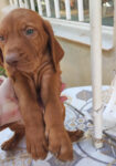 8 Hungarian Vizsla pups – DOB 30/03/2022