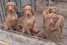 Hungarian Vizsla Boy – Sept 2021