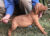 Hungarian Vizsla Boy – Sept 2021