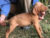 Hungarian Vizsla Boy – Sept 2021