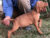 Hungarian Vizsla Boy – Sept 2021
