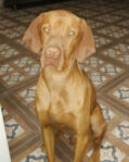 First Litter of Hungarian Vizsla Puppies for Daisy