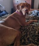 First Litter of Hungarian Vizsla Puppies for Daisy