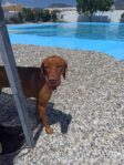 First Litter of Hungarian Vizsla Puppies for Daisy
