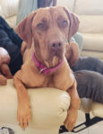 First Litter of Hungarian Vizsla Puppies for Daisy
