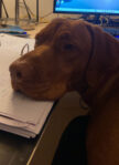 First Litter of Hungarian Vizsla Puppies for Daisy