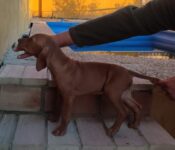 Hungarian Vizsla Boy – October 2021