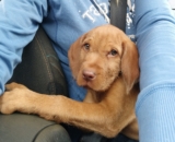 Meet Dora!