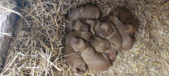 8 Hungarian Vizsla pups – DOB 30/03/2022