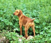 Hungarian Vizsla Boy – October 2021