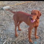 Hungarian Vizsla Boy – October 2021