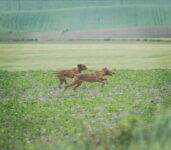 Hungarian Vizsla Boy – October 2021