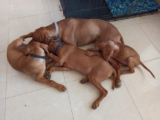 A Tangle of Vizslas!