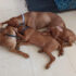 Thinking of having 2 Vizslas!