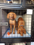Heading off to their new homes