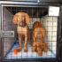 A Tangle of Vizslas!