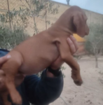 Hungarian Vizsla Boy – October 2021