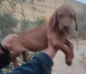 Hungarian Vizsla Boy – October 2021