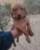 Hungarian Vizsla Boy – October 2021