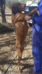 8 Hungarian Vizsla pups – DOB 30/03/2022