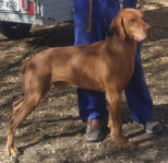 8 Hungarian Vizsla pups – DOB 30/03/2022