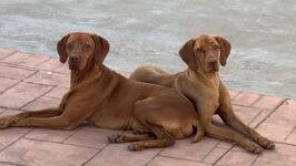 Hungarian Vizsla Girl – March 2023
