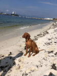 Hungarian Vizsla Girl – March 2023