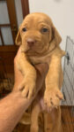 Litter of Hungarian Vizslas Puppies
