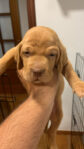 Litter of Hungarian Vizslas Puppies