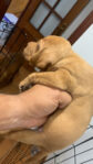 Litter of Hungarian Vizslas Puppies