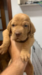 Litter of Hungarian Vizslas Puppies