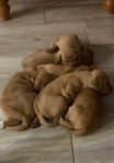 Litter of Hungarian Vizslas Puppies
