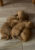 Litter of Hungarian Vizslas Puppies