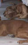 Litter of Hungarian Vizslas Puppies
